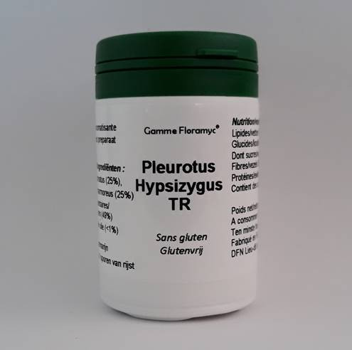 Pleurote Hypsizygus TR